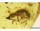 Curculionidae, Entiminae, Snout Bark Weevil Beetle. Fossil insect in Baltic amber #8145