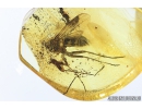 Click beetle, Elateroidea and Fungus gnat. Fossil insects in Baltic amber #8151
