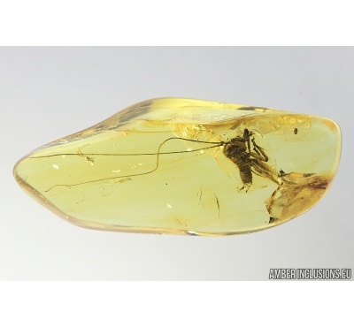 Nice Cricket, Orthoptera. Fossil insect in Baltic amber #8172