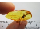 Nice Cricket, Orthoptera. Fossil insect in Baltic amber #8172