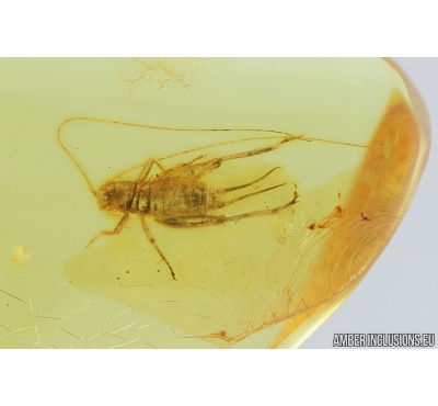 Nice Cricket, Orthoptera. Fossil insect in Baltic amber #8173