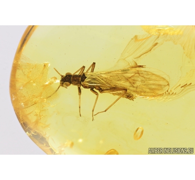 Stonefly, Plecoptera. Fossil insect in Baltic amber #8179