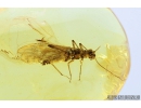Stonefly, Plecoptera. Fossil insect in Baltic amber #8179