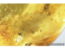 Big Ant and More. Fossil inclusions in Baltic amber stone #8193