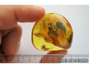 Big Ant and More. Fossil inclusions in Baltic amber stone #8193