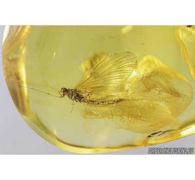 Nice Mayfly, Ephemeroptera. Fossil insect in Baltic amber stone #8195
