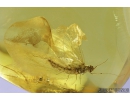 Nice Mayfly, Ephemeroptera. Fossil insect in Baltic amber stone #8195