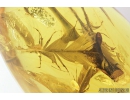 Very Nice, Big Four Feathers, Aves. Fossil inclusions in Baltic amber #8198
