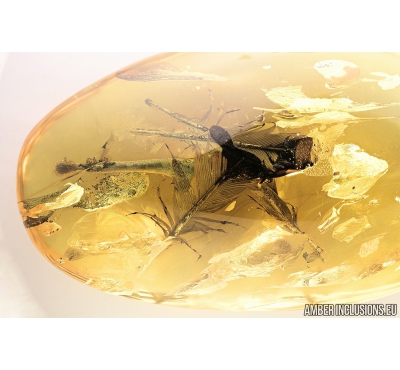 Very Nice, Big Four Feathers, Aves. Fossil inclusions in Baltic amber #8198