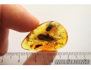 Big 18mm! Caddisfly, Trichoptera. Fossil insect in Baltic amber #8201
