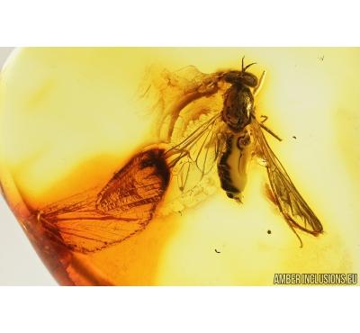Rare Stiletto Fly, Therevidae and Mayfly Wing. Fossil inclusions in Baltic amber #8237