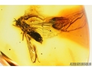 Rare Stiletto Fly, Therevidae and Mayfly Wing. Fossil inclusions in Baltic amber #8237