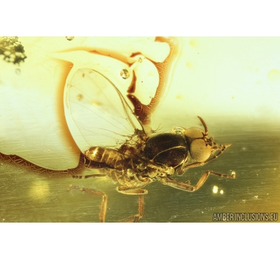 Black fly, Simuliidae. Fossil insect in Baltic amber #8238