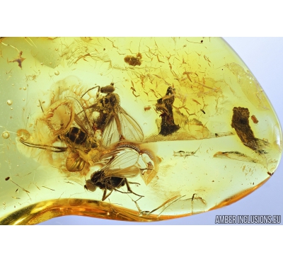 3 Long-legged flies, Dolichopodidae and Coccid. Fossil insects in Baltic amber stone #8239
