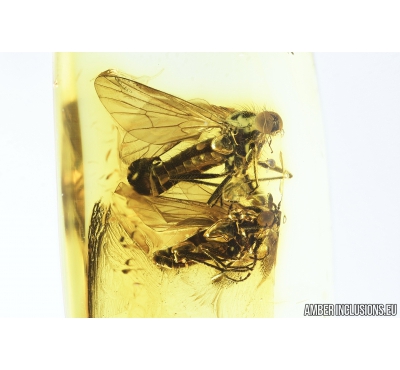 Two Dance flies, Empididae After Mating. Fossil insects in Baltic amber #8240