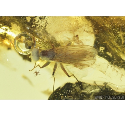 Nice Dance fly, Empididae. Fossil insect in Baltic amber #8241