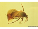 Dance fly: Empididae and Black Scavenger fly: Scatopsidae. Fossil insect in Ukrainian amber #8242R