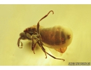 Dance fly: Empididae and Black Scavenger fly: Scatopsidae. Fossil insect in Ukrainian amber #8242R