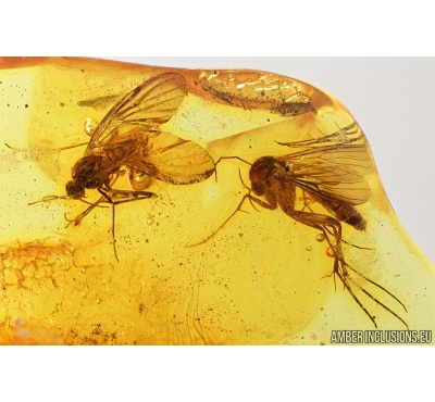 Wood gnat: Anisopodidae, Fungus gnat: Mycetophilidae and Millipede: Polyxenidae. Fossil insects in Baltic amber #8244