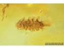 Wood gnat: Anisopodidae, Fungus gnat: Mycetophilidae and Millipede: Polyxenidae. Fossil insects in Baltic amber #8244