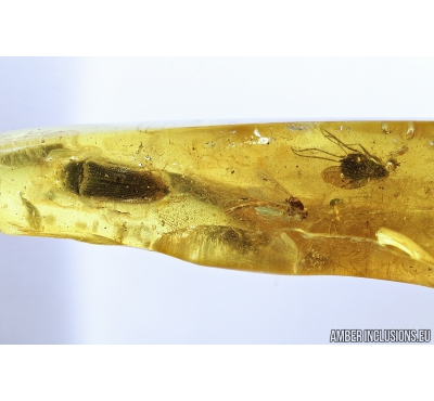 True Midges Chironomidae, Click beetle Elateroidea and More. Fossil insects in Baltic amber #8246