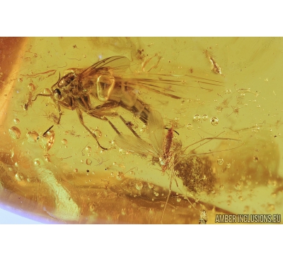 Crane Fly, Limoniidae and Fungus gnat, Mycetophilidae. Fossil insects in Baltic amber #8248