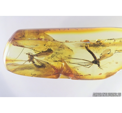Crane fly Tipulidae and Tanyderidae Primitive Crane Fly. Fossil insects in Baltic amber #8249