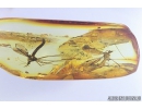 Crane fly Tipulidae and Tanyderidae Primitive Crane Fly. Fossil insects in Baltic amber #8249