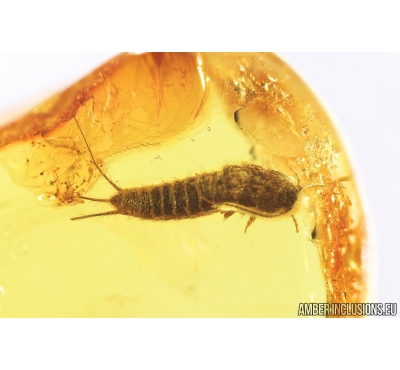 Silverfish, Lepismatidae. Fossil inclusion in Baltic amber #8250