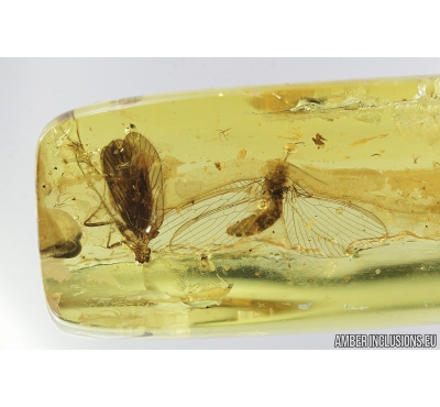 Lacewing, Neuroptera Sisyridae and Caddisfly, Trichoptera. Fossil insects in Baltic amber #8257