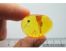 Nice Oak Flower, Plant. Fossil inclusion in Baltic amber stone #8258