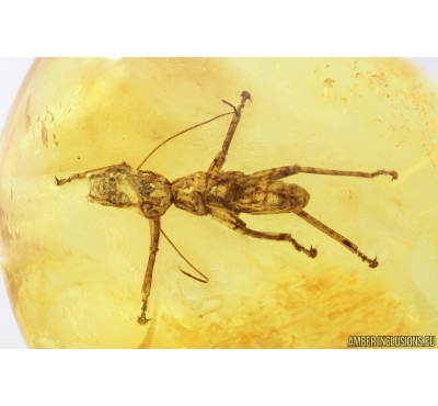 Rare Gladiator Exuvia, Mantophasmatodea. Fosill inclusion in Baltic amber #9339