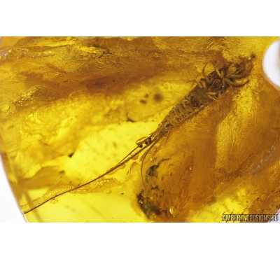 Big 21mm! Bristletail Machilidae. Fossil insect in Baltic amber #9657