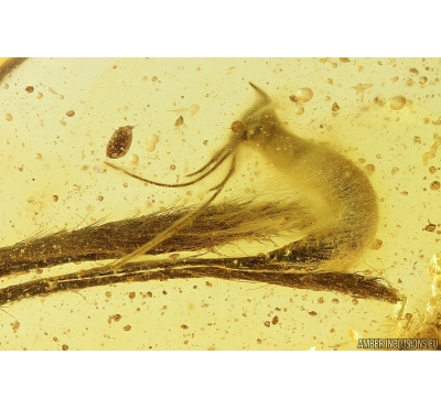 17mm Leaves and Silverfish Lepismatidae with Fungus. Fossil inclusions in Baltic amber stone #9849