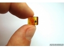 NICE, SMALL OAK FLOWER, Plant in Baltic amber #6416