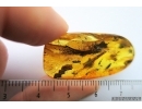 Thuja and Leaf. fossil inclusions in Baltic amber #4358