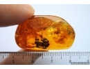 Spider and Cockroach in Baltic amber #4243