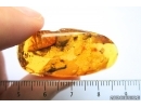 Rare Psyllid, Psylloidea Aphalaridae in Baltic amber #4780