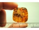 Rare lichen in Baltic amber #4872