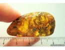 Bryophyta, Liverwort in Baltic amber #4882