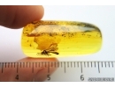 Ichneumonidae Pherhombus, parasitic Ichneumon Wasp in Baltic amber #4531