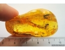 Two Oak Flowers, Leaf and More. Fossil inclusions in Baltic amber #7406
