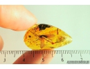 ISOPTERA, TERMITE. Fossil inclusion in BALTIC AMBER #5849