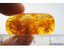 Orthoptera, Cricket in Baltic amber #5049