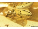 Click beetle, Elateroidea. Fossil insect in Ukrainian Rovno amber #10233R