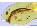 Nice Leaf 14mm, Beetle Coleoptera and More. Fossil inclusions Baltic amber #10489