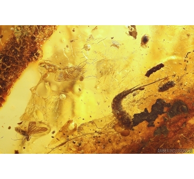 Two Bristletails Machilidae, Rare Cucujoid beetle Cyclaxyridae Neolitochropus bedovoyi, Beetle Larva, Ants, Aphid, Coprolites and More. Fossil inclusions Ukrainian Rovno amber #10673R