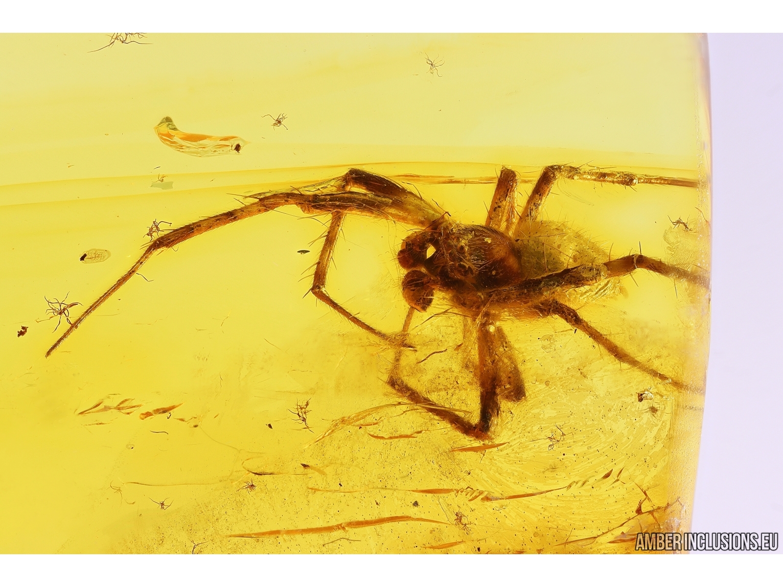 Running air in water bubble, Spider Araneae and More. Fossil inclusion in  Ukrainian Rovno amber #10952R