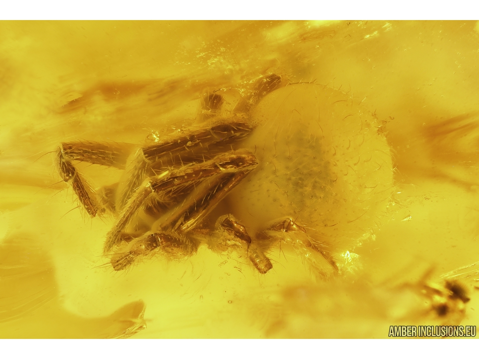 Running air in water bubble, Spider Araneae and More. Fossil inclusion in  Ukrainian Rovno amber #10952R