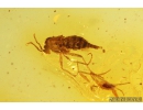 Wingless gnat Sciaridae. Fossil inclusion in Baltic amber #11172